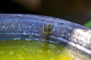un' piccolo vespa insetto su un' pianta nel il prato foto