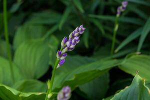 il viola hostas siamo ottenere pronto per fioritura foto