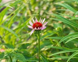 primo coneflower per fioritura nel il indietro giardino foto