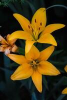 Due piccolo giallo gigli nel il davanti giardino nel il mattina foto