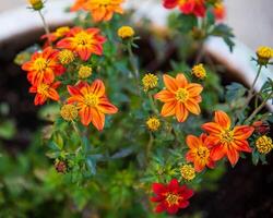 gruppo di fuoco di bivacco fiamma bidens nel un' fiore pentola su il terrazza foto