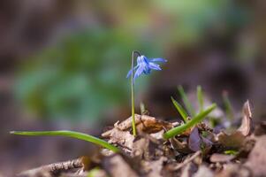 un' morbido fiore fiorire nel un' natura giardino foto