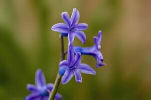 un' morbido fiore fiorire nel un' natura giardino foto