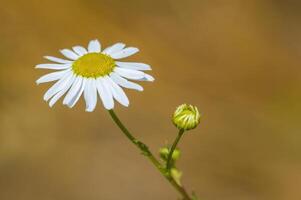 un' morbido fiore fiorire nel un' natura giardino foto