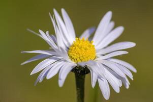 un' morbido fiore fiorire nel un' natura giardino foto