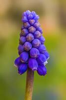 un' morbido fiore fiorire nel un' natura giardino foto