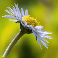 un' morbido fiore fiorire nel un' natura giardino foto