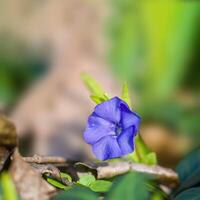 un' morbido fiore fiorire nel un' natura giardino foto