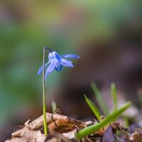 un' morbido fiore fiorire nel un' natura giardino foto