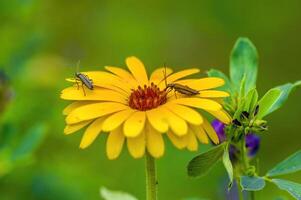 un' morbido fiore fiorire nel un' natura giardino foto