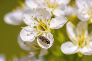 un' morbido fiore fiorire nel un' natura giardino foto