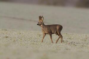 uno giovane capriolo sta su un' congelato campo nel inverno foto