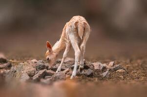 uno giovane maggese cervo vitello esplora il foresta foto