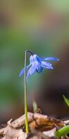 un' morbido fiore fiorire nel un' natura giardino foto