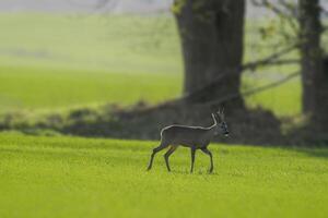 uno giovane capriolo sta su un' verde campo nel primavera foto