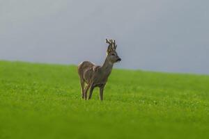 uno giovane capriolo sta su un' verde campo nel primavera foto