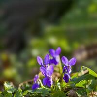 un' morbido fiore fiorire nel un' natura giardino foto