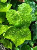 freddo rugiada gocce su il verde le foglie di un' pianta foto