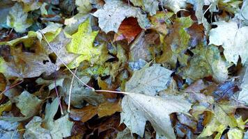 autunno ha arrivato nel il periferia foto