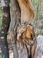 il tronco di un' ginepro durante un escursione foto