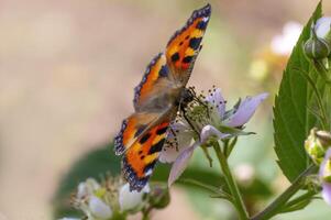 farfalla si siede su un' fiore e stuzzichini collo foto