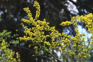 mimosa fioriture su il lato di il strada nel un' città parco. foto