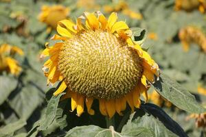 girasoli crescere su un' collettivo azienda agricola campo nel settentrionale Israele. foto