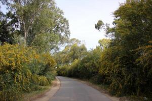 mimosa fioriture su il lato di il strada nel un' città parco. foto