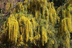 mimosa fioriture su il lato di il strada nel un' città parco. foto