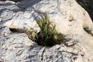 verde impianti e fiori crescere su il pietre. foto