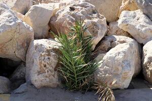 verde impianti e fiori crescere su il pietre. foto