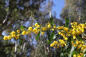 fiori nel un' città parco su il sponde di il mediterraneo mare. foto