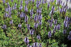 fiori nel un' città parco su il sponde di il mediterraneo mare. foto