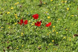 fiori nel un' città parco su il sponde di il mediterraneo mare. foto