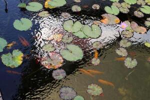 fiori nel un' città parco su il sponde di il mediterraneo mare. foto