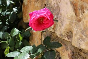 fiori nel un' città parco su il sponde di il mediterraneo mare. foto