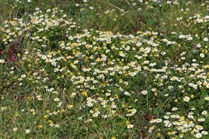 fiori nel un' città parco su il sponde di il mediterraneo mare. foto