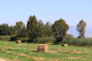 cannuccia è il asciutto steli di cereale colture residuo dopo trebbiatura. foto