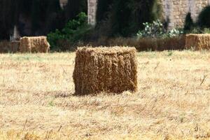 cannuccia è il asciutto steli di cereale colture residuo dopo trebbiatura. foto