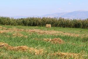 cannuccia è il asciutto steli di cereale colture residuo dopo trebbiatura. foto