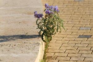 verde impianti e fiori crescere su il carreggiata e marciapiede. foto