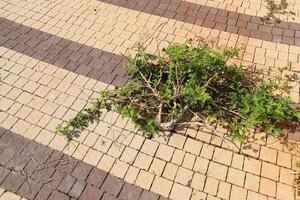 verde impianti e fiori crescere su il carreggiata e marciapiede. foto