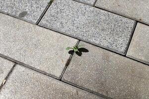 verde impianti e fiori crescere su il carreggiata e marciapiede. foto