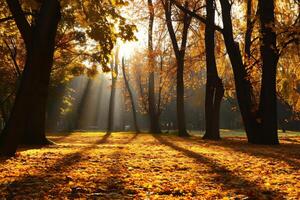 foto luce del sole passaggio attraverso autunno alberi