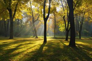 foto luce del sole passaggio attraverso autunno alberi