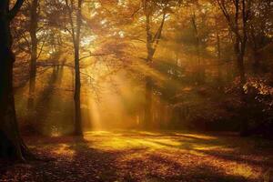 foto luce del sole passaggio attraverso autunno alberi