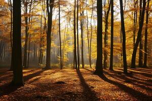 foto luce del sole passaggio attraverso autunno alberi