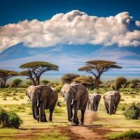 foto elefanti nel amboseli nazionale parco Kenia Africa