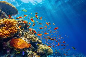 foto corallo scogliera con pesce blu mare subacqueo scena