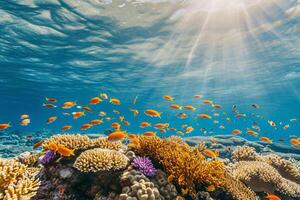 foto corallo scogliera con pesce blu mare subacqueo scena